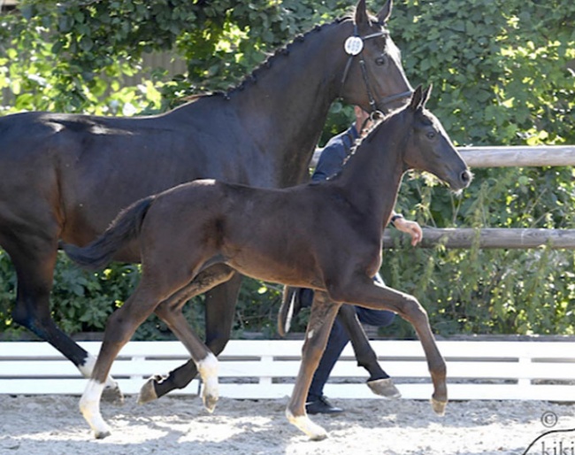 San Frederica (by San Amour x Don Frederico)
