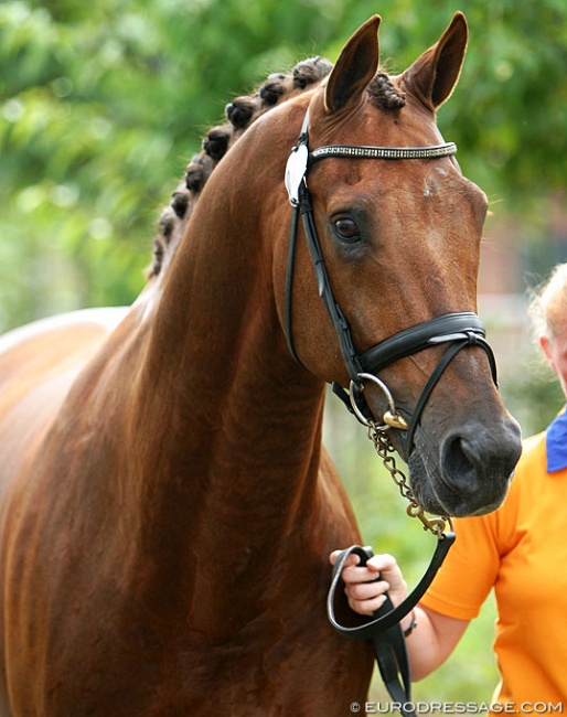 Jazz at the 2005 European Dressage Championships :: Photo © Astrid Appels