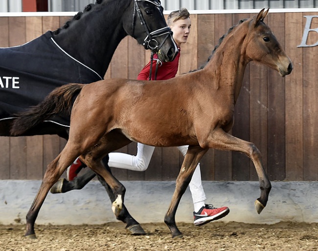 Hesselhøj Vamilja (by Vitalis x Sir Donnerhall II) is part of the 2018 DWB World Cup Foal Auction Collection