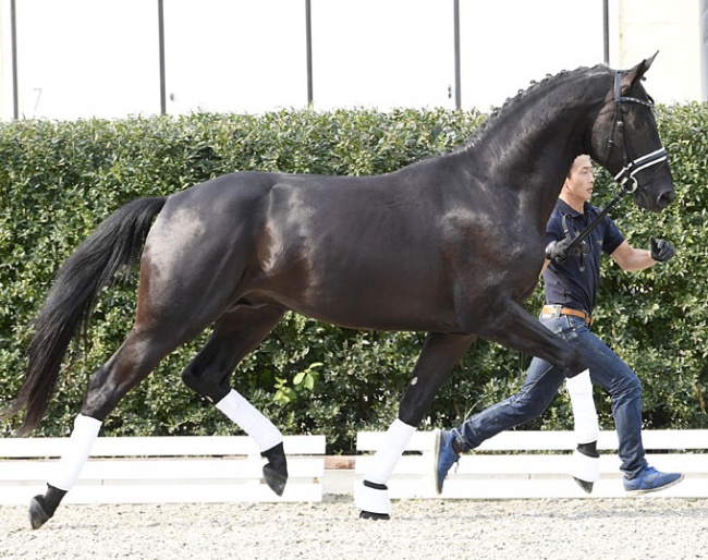 Tamino, best selling dressage horse of the 2018 PS Online Colt Auction :: Photo © Kiki Beelitz