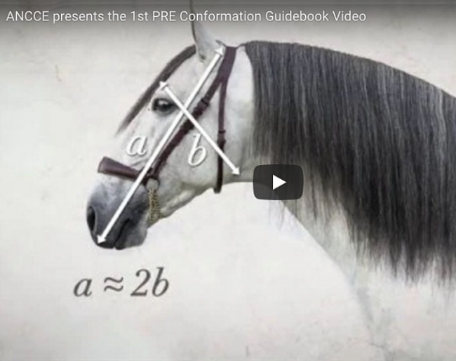The PRE Conformation Guidebook video