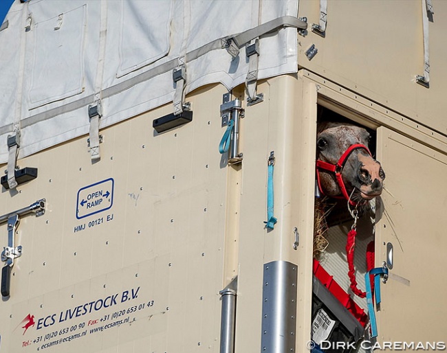 Horse in an airplane container arriving from Europe in the U.S.A :: Photo © Dirk Caremans