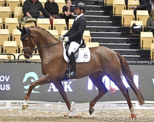 Frederico Mexia de Almeida and Tophøjs Florentina at the 2019 Danish warmblood young horse championships for 5-year olds :: Photo © Ridehesten