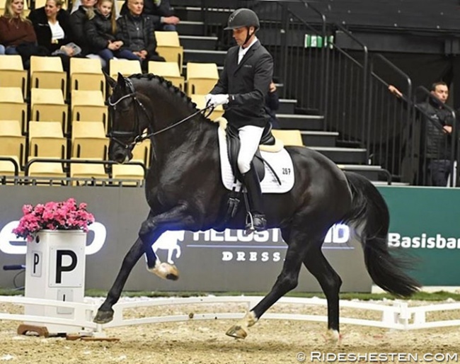 Andreas Helgstrand and Queenparks Wendy at the 2019 Danish Warmblood Young Horse Championship in Herning :: Photo © Ridehesten