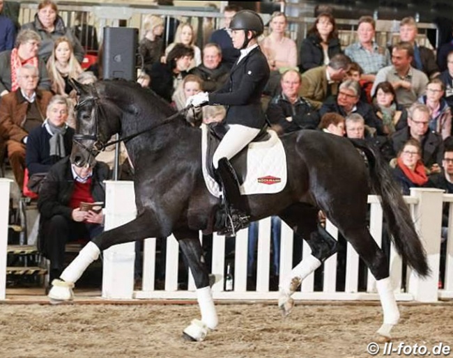 Benefit at a stallion show in Germany in 2018 :: Photo © LL-foto