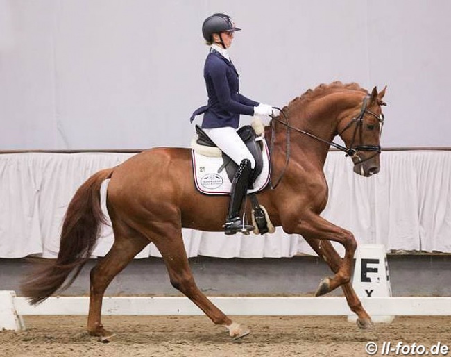 Fonq at the February 2019 Stallion Sport Test in Verden :: Photo © LL-foto