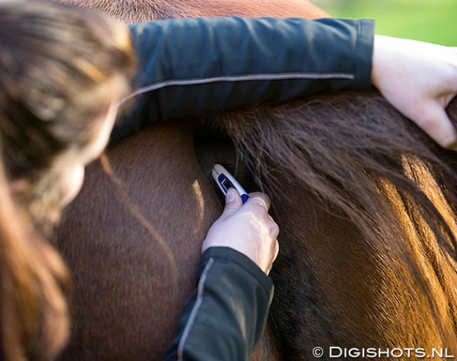 Taking a horse's temperature :: Photo © Digishots