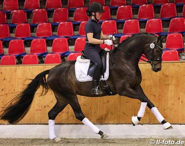 Elfenliebe (by Furstenball x His Highness) at the 2019 Oldenburg mare performance test in Vechta :: Photo © LL-foto