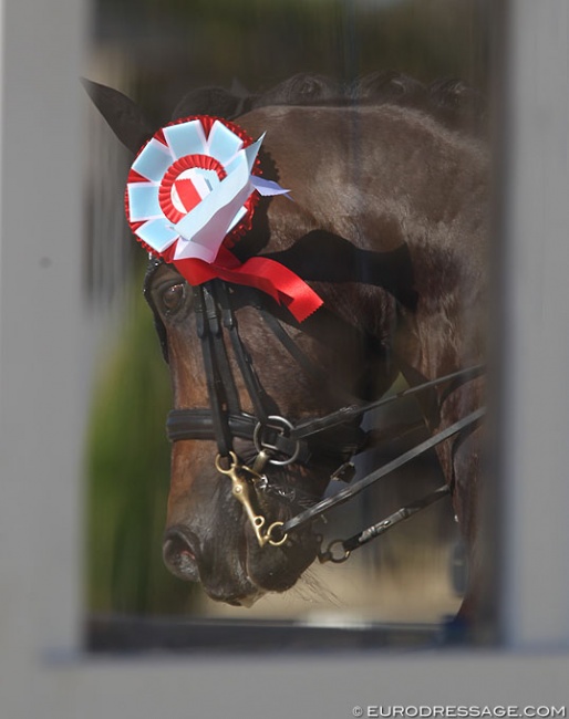Horse head through the judge's box :: Photo © Astrid Appels