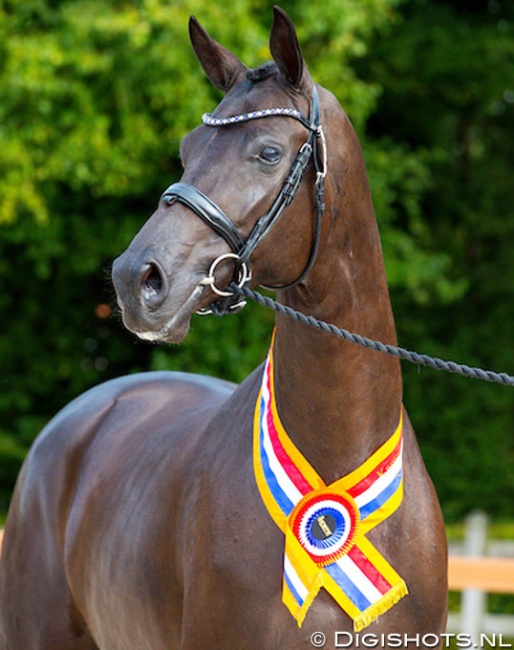 Lolana, 2019 KWPN Mare Champion :: Photo © Digishots