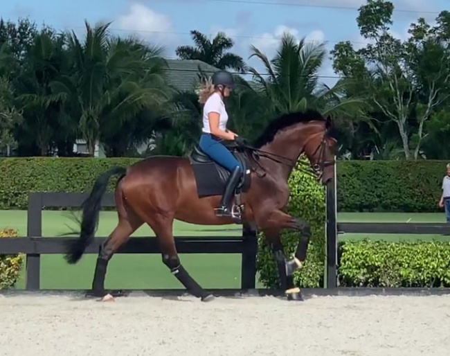 Ashley Holzer doing a light schooling with new arrival Bliss in Wellington, Florida