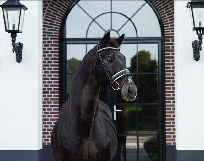 A retired Risky Business at Gal's yard in Oosterbeek, The Netherlands :: Photo © Esmee van Gijtenbeek
