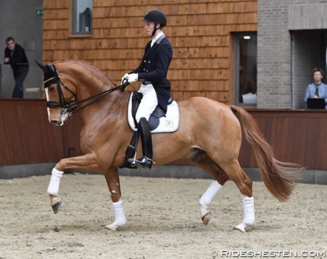 Daniel Bachmann Andersen will be back in the show ring with Blue Hors Zepter at the 2019 CDI Randbøl :: Photo © Ridehesten