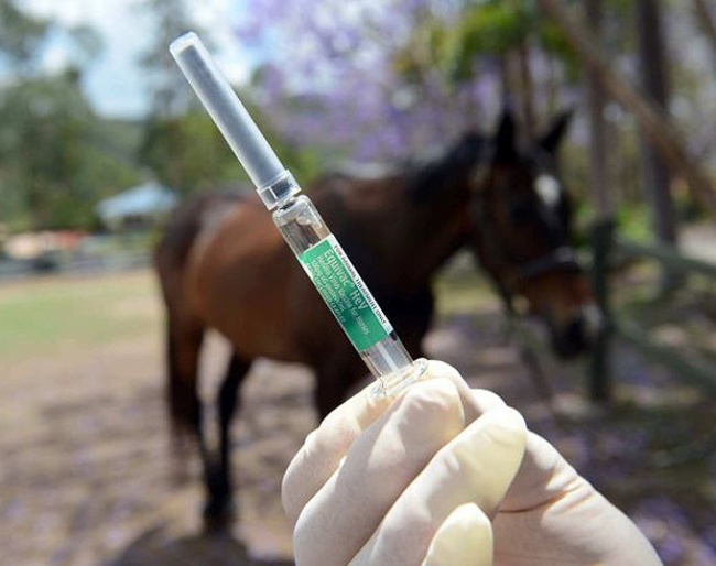 Hendra Vaccine in Australia