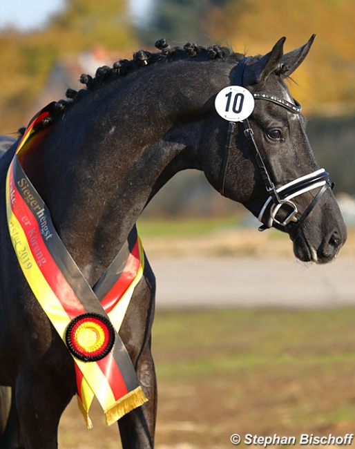Ferrari Forever (by Helium x Impetus), champion of the 2019 Trakehner Licensing :: Photo © Stephan Bischoff