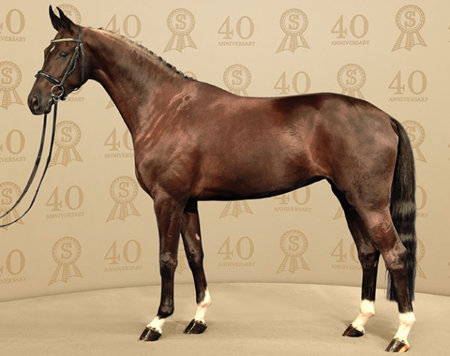 2019 Bundeschampion Saniola is catalog nr 1 in the 2019 PSI Auction Collection