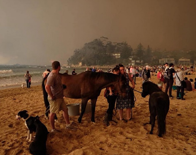 Bushfires in Australia. Owners are fleeing for safety and taking their horses to the beach :: Photo © Alex Copel