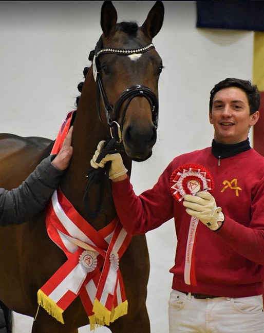 Traunstein K, champion of the 2020 Austrian Warmblood Stallion Licensing :: Photo © Pferdenews.eu