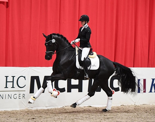 Iron (by Ibiza x Hohenstein x Walt Disney), bred by Vicki Nedergaard and now owned by German investors through Helgstrand Dressage :: Photo © Ridehesten