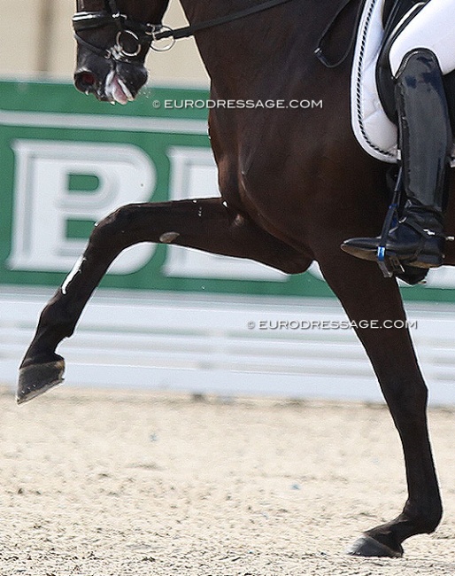 Spectacular gaits at the cost of the training scale?! :: Photo © Astrid Appels