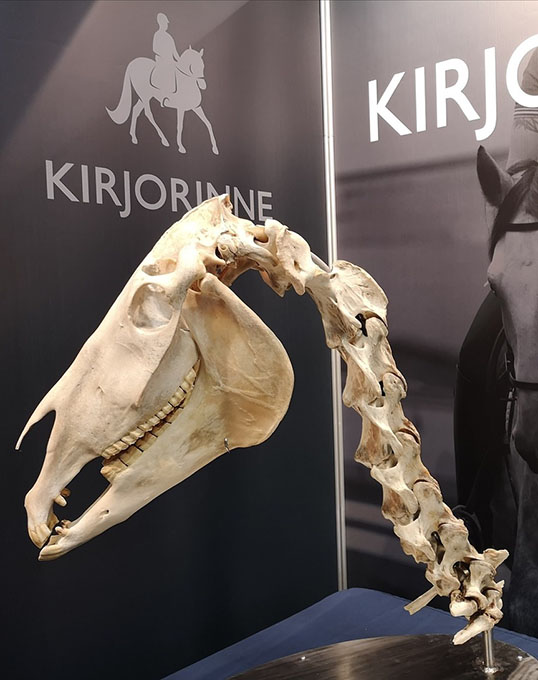 The Cervical Spine of the Horse: A Good Frame Respects the Anatomy