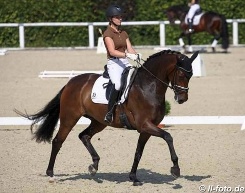 Devonport and Fiesta Danza Sold to Helgstrand Dressage