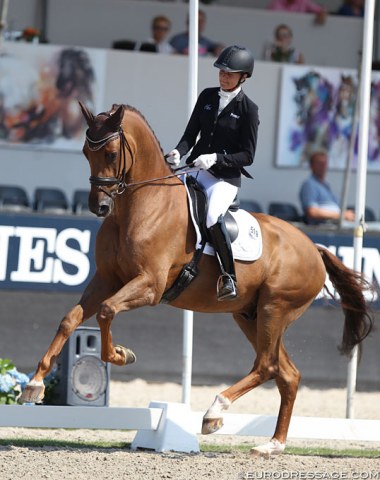 Dorian Grey de Hus Withdrawn from 2019 World Young Horse Championships