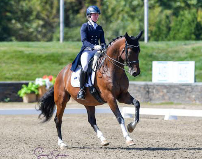 FEI Dressage Horse for Sale: Evolution