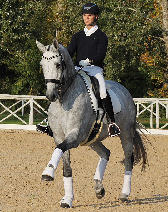 FEI Dressage Horse for Sale: Hot Point