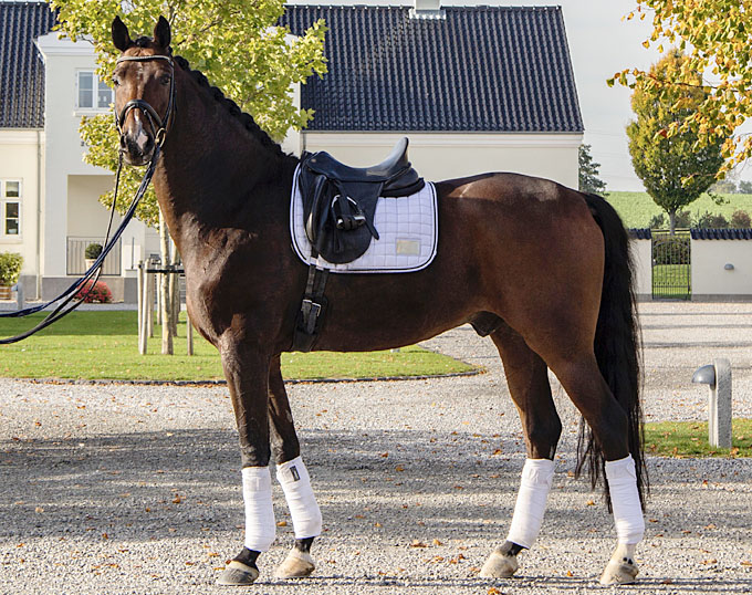 FEI Dressage Horse for Sale: Romeo