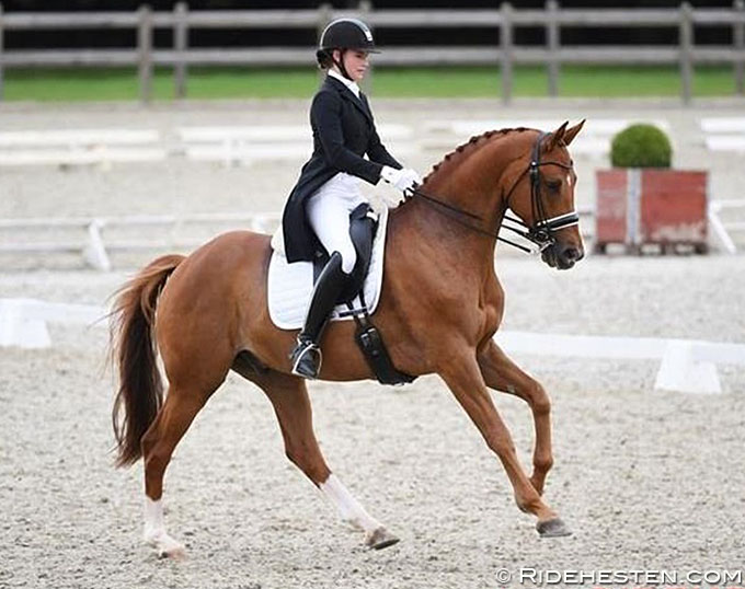 Danish Junior Rider Horse Litvinenko Sjælstofte Sold to the U.S.A.