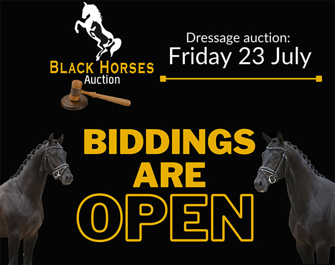 2021 Black Horses Auction Biddings on Dressage Horses are Open!