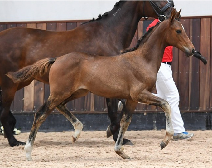 Slangerupgaards Josefine, Best Seller Of The 2021 Danish Warmblood ...