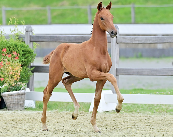 Victoria Woods, Price Highlight of 23rd Oldenburg Elite Foal Auction