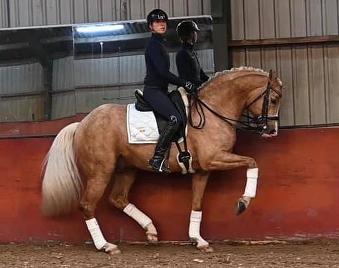 palomino horse dressage