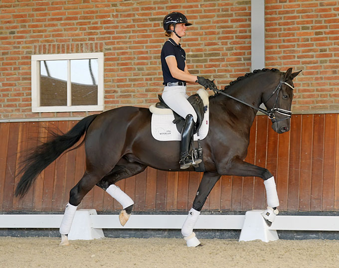 Young Dressage Horses Auction – Reesink Horses Horse 24 Special