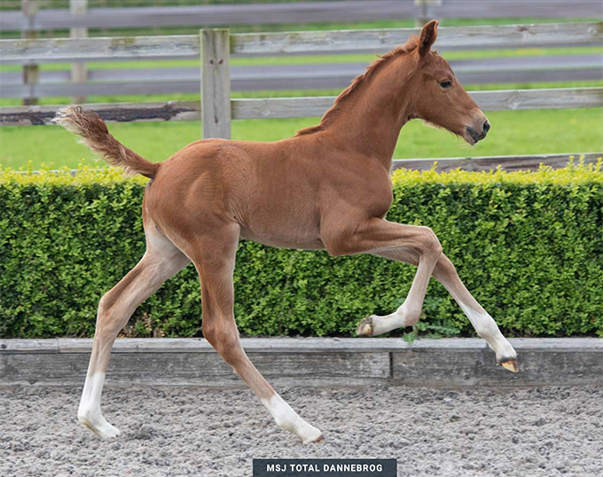 MSJ Total Dannebrog, Best Seller of 2022 Mount St. John Foal Auction