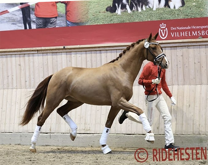 Nineteen Dressage Colts Pass Pre-Selection For 2023 Danish Warmblood ...