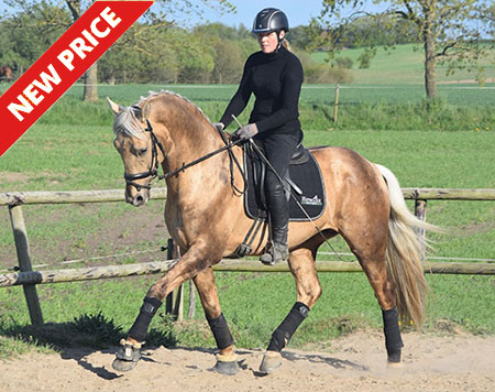 palomino horse dressage