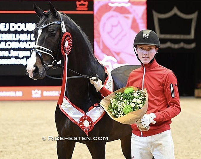 Seven Premium Colts Named At 2023 Danish Warmblood Stallion Licensing