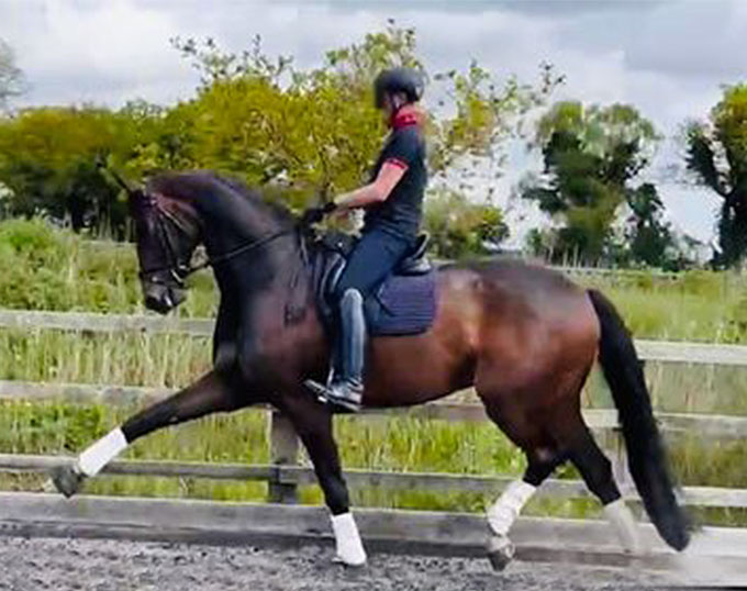 Young Dressage Horse for Sale: Faraldi