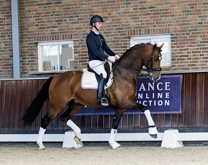 Alexandra Duncan Imports KWPN Licensed Stallion McKenzy JHL
