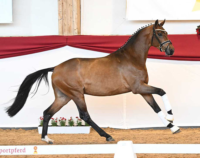 Top Seller of the First Online Sport Horse Auction of 2024