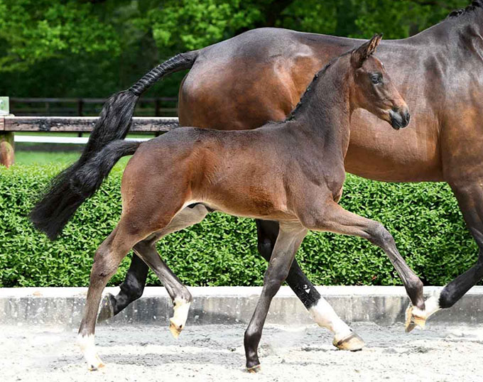 Sea the Moon Fetches Highest Price at 2024 Klosterhof Medingen Foal Auction