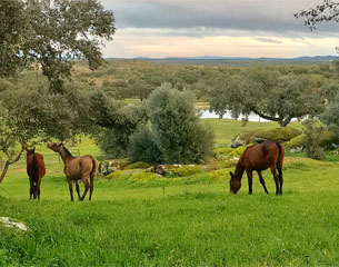 Monte Velho, an Equestrian Resort in Portugal Providing the Total ...