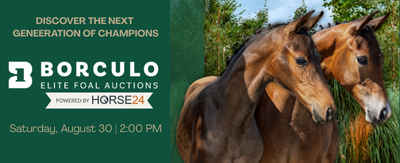 Borculo foal auction