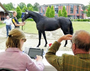 Learn everything about horse breeding on the 2018 Oldenburg Summer Meeting