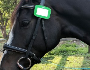Bridle disk for stallions at EA endorsed competitions