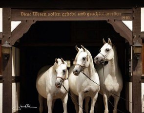 Ismer stud Arabians :: Photo © G Boiselle