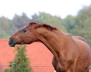 Angry mare defending foal :: Photo © Astrid Appels